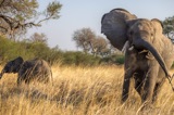 Vumbura - You Need to Leave Now2 Vumbura - You Need to Leave Now2